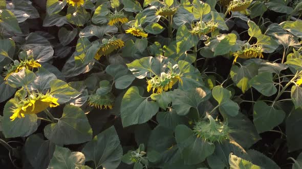 Top View, Drone Flying Over Sunflower Caps During Flowering