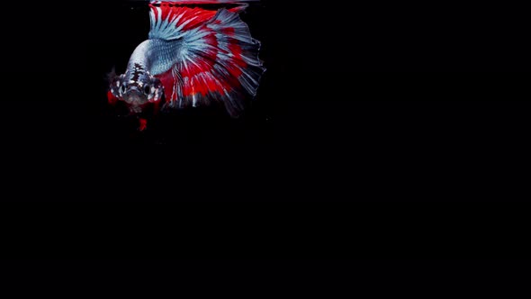 Siamese fighting fish (Betta splendens)