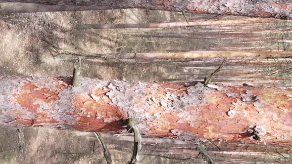 Vertical Video of Trees in a Pine Forest Slow Motion