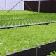 Dolly shot of organic freshness vegetables hydroponic green house soiless water system - VideoHive Item for Sale