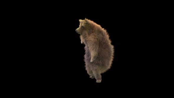 124 Bear Dancing 4K