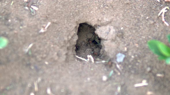 Ant Mink in the Ground. Ants Built a House in the Ground