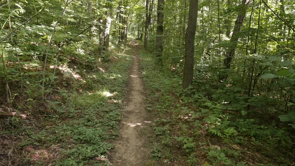 Forest walk by the day slow motion  video