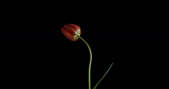 Spinning Red Flower