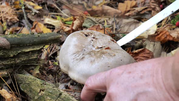 Collecting Lamellar Mushrooms in the Forest