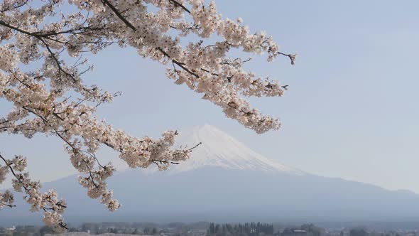 Mt. Fuji In Spring