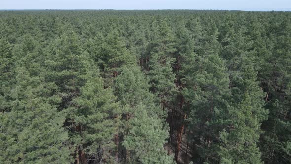 Green Pine Forest By Day Aerial View