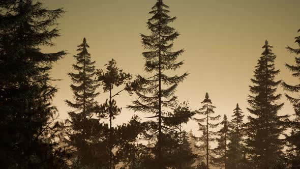 Misty Nordic Forest in Early Morning with Fog