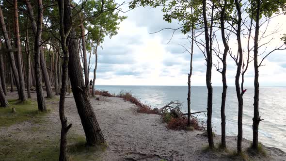 Seaside Forest