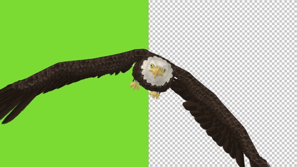 Bald Eagle Flying Over Screen - V - Transparent and Green