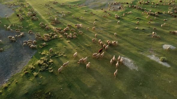 Aerial Drone View Of Sheep Herd Feeding On Grass