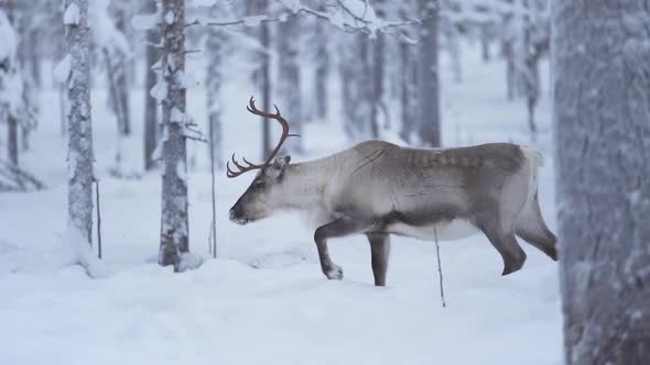 Slowmotion of a reindeer with beautiful antlers walking peacefully in a snowy forest in Lapland Finl