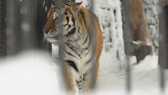 Amur Tiger Walks Into Cage In A Zoo In A Winter, Novosibirsk, Russia