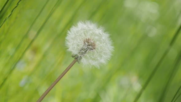 Taraxacum white flower  in the  field natural green background 4K 3840X2160 UHD footage - Lonely dan