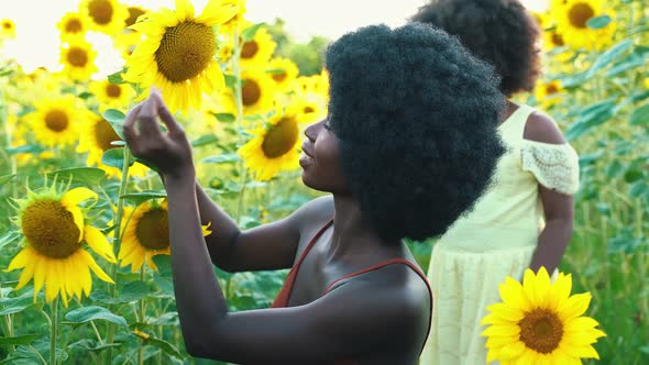 Farmers in a beautiful sunflower field