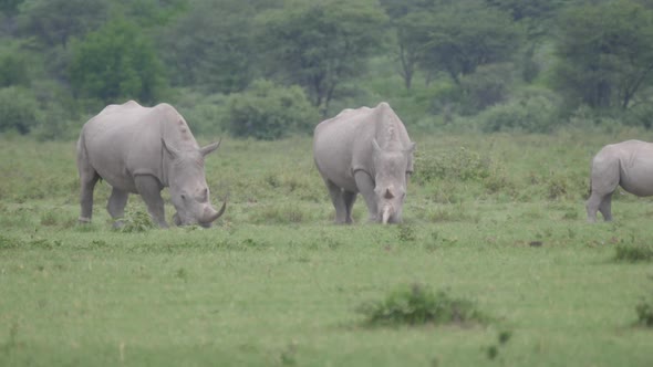 Herd of rhinos grazing at Khama Rhino Sanctuary