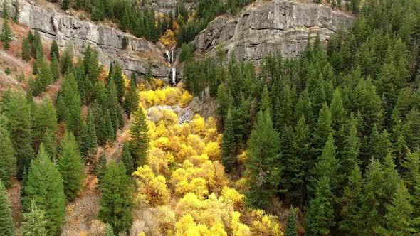 Flying backwards viewing Fall colors in green forest