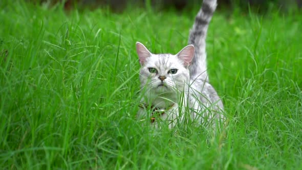 Cute Scottish Cat Walking In The Park