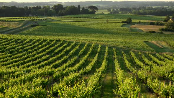 Sunset landscape bordeaux wineyard france, europe Nature, Aquitaine