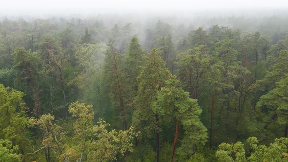 Forest in Fog in Rainy Autumn Weather. Ukraine. Aerial View, Slow Motion