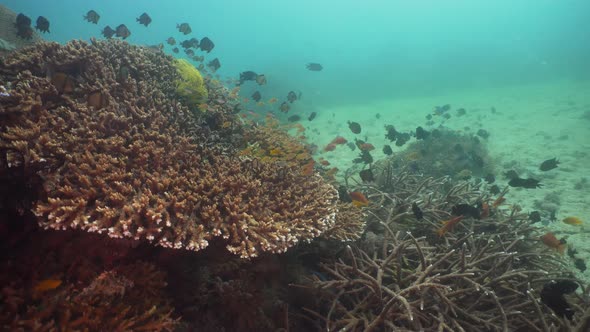 Coral Reef and Tropical Fish. Philippines, Mindoro