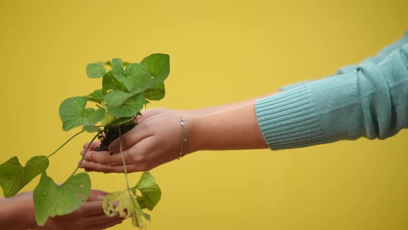 Closeup Female Hand Passing Green Herb in Slow Motion to Teenage Palms at Yellow Background