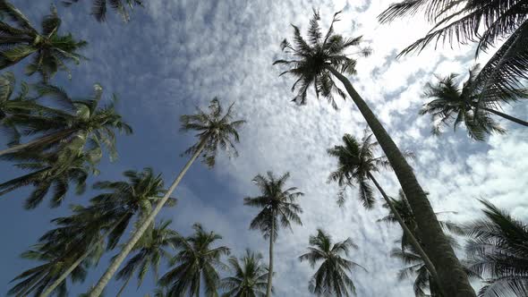 Panning look up coconut palm tree under blue sky