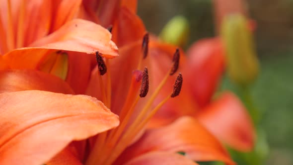 Lilium bulbiferum beautiful orange plant close-up 4K 2160p 30fps UltraHD footage - Herbaceous tiger 