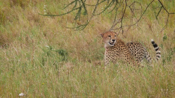 Cheetah subdues its prey in Serengeti National Park Tanzania - 4K