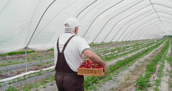 Senior Man Harvesting Strawberries in Oblong Basket