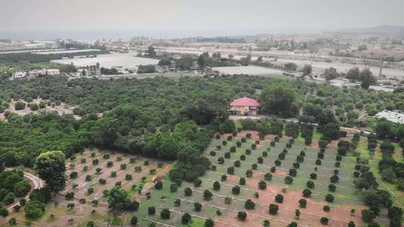 Orange plantation. Citrus blooming trees in fruit orchard.