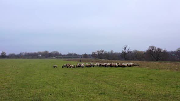 Sheep walk on pasture.