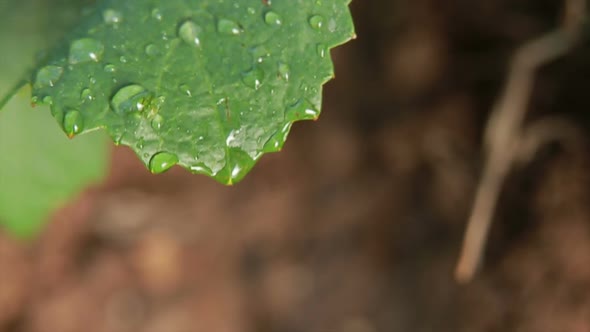 Spray Droplets From the Leaf Fall