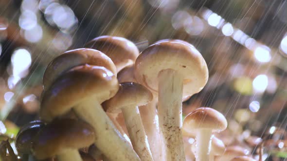 Armillaria Mushrooms of Honey Agaric in a Sunny Forest in the Rain