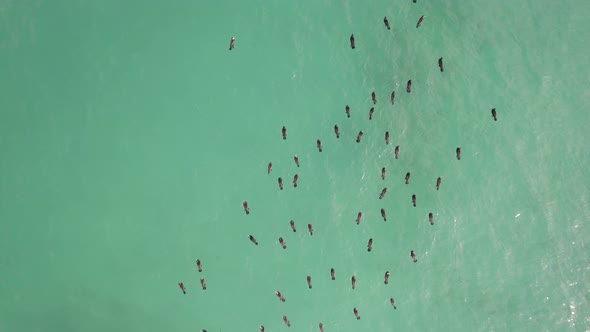 ducks floating peacefully over the beautiful emerald ocean.