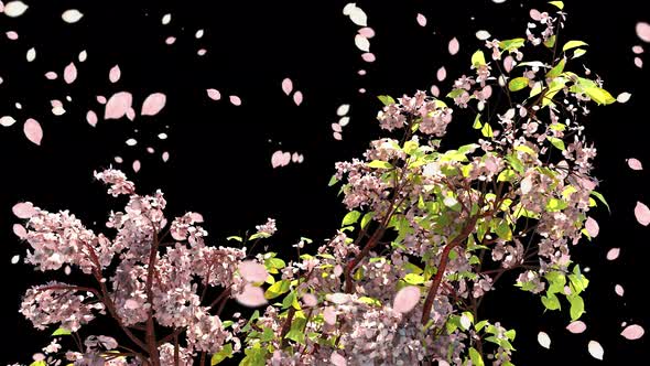  Cherry Blossom Branch With Petals Falling alt