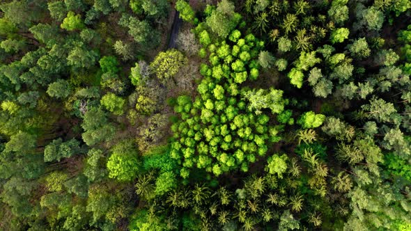 Top view of green forest in Poland