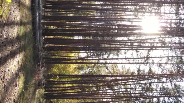 Vertical Video of an Autumn Forest During the Day in Ukraine