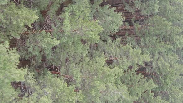 Vertical Video of Beautiful Forest Landscape