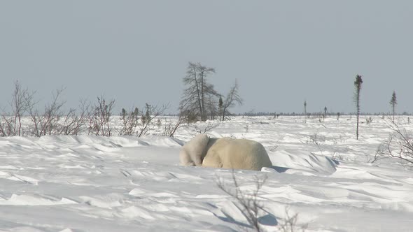 Polar Bear (Ursus maritimus) mother resting with three months old cub on Tundra.