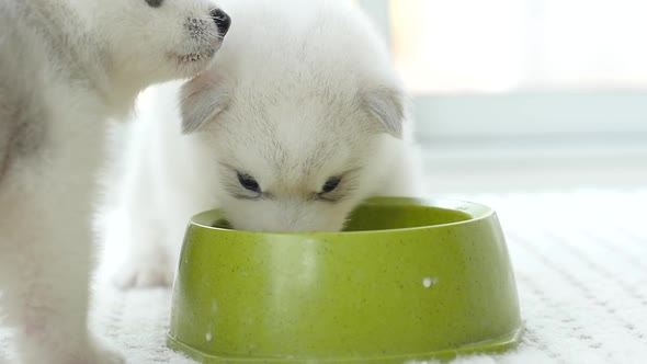 Cute Two Siberian Husky Drinking Goat Milk From A Bowl