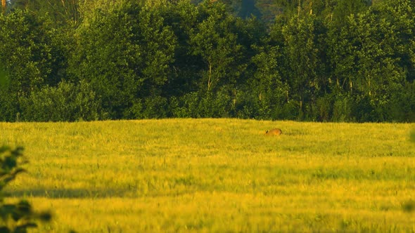 Wild female European roe deer (Capreolus capreolus) eating in barley field in sunny summer evening,