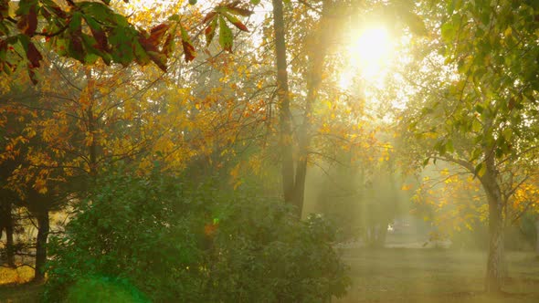 Morning In Autumn Park