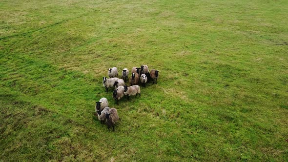 Aerial drone view of sheep herd feeding on grass in green field. Static drone shot.