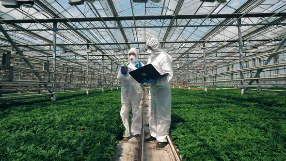 Biologists Examine Plants in Pots, Working in a Greenhouse.