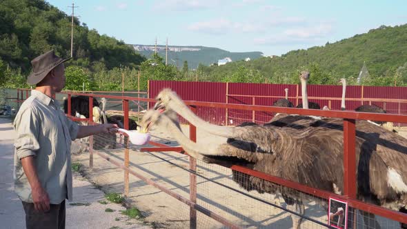 Farmer Feeds Ostriches on the Farm