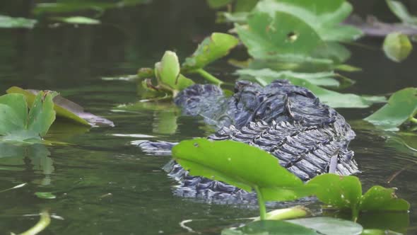 Alligator swimming in South Florida Everglades swamp in slow motion