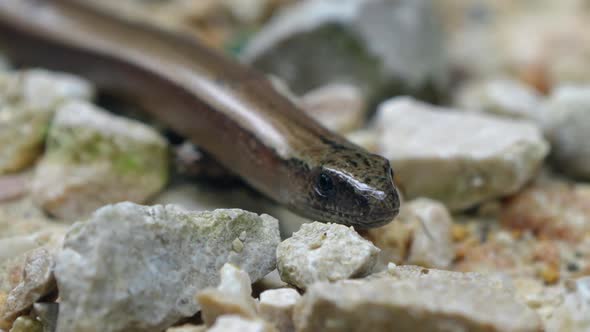 Marco close up of Anguis Fragilis or slow worming in slow motion on rocks