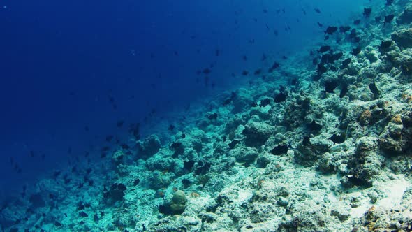 Fishes Swim Underwater Over the Coral Reef