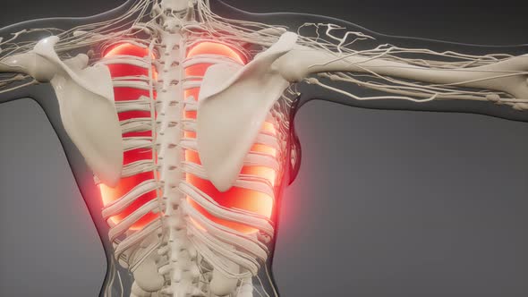 Human Lungs Radiology Exam alt